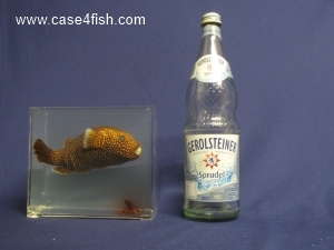 Foto Galerie/Tetraodontiformes/Arothron meleagris/Arothron meleagris_08_S.jpg